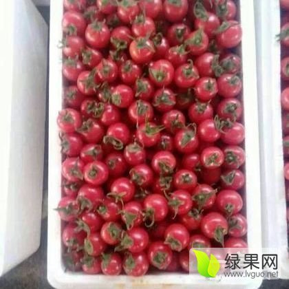 2016年山东莘县樱桃西红柿价格