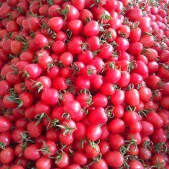 莘县张鲁镇王现伟2月供应千禧圣女果