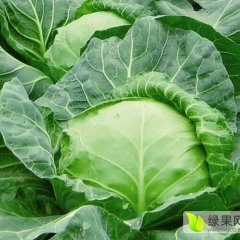 泾阳甘蓝何去何从,云阳吕亮诚信合作