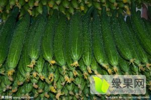 夏邑黄瓜西红柿长势旺盛何营何传才诚信合作