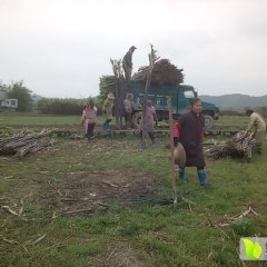 广西上林黑皮果蔗甘蔗长势旺盛