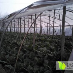 山东成武球茎甘蓝产销两旺