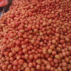 费县薛庄3月硬粉西红柿