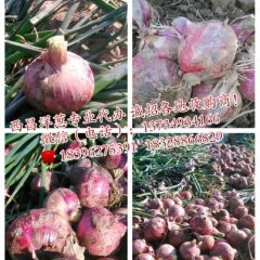 西昌洋葱大量上市，质量上乘欢迎收购