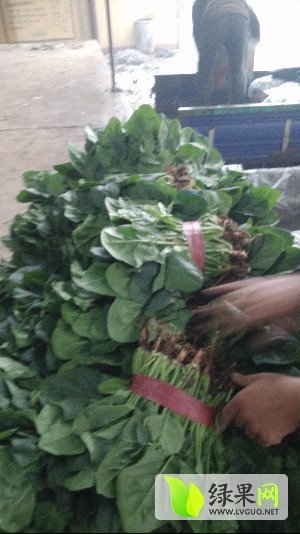 2016年河北永年大叶菠菜价格