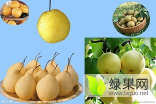 大荔梨产销两旺,范家邢力强诚信合作