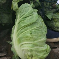 2016嘉鱼其他蔬菜走过路过不要错过