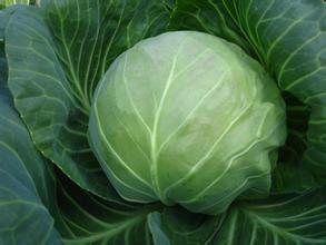 博爱孝敬余国亮4月春玉甘蓝