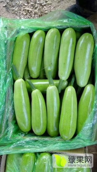 山东东昌府珍玉35西葫芦口感爽口_西葫芦价格行情_蔬菜商情网