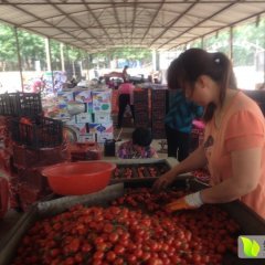 山东莘县改良千禧圣女果口感爽口
