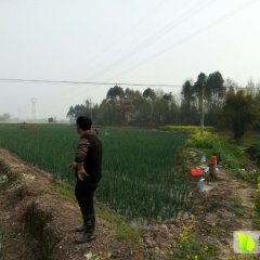 四川大邑红皮洋葱专业为你代办