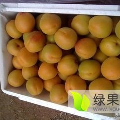 2016大荔杏子现在订货有惊喜