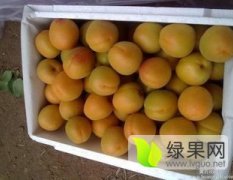 2016大荔杏子现在订货有惊喜