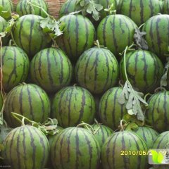 黑龙江绥化红旗西瓜