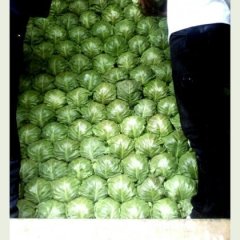 曲周甘蓝香甜可口,侯村王海永诚信合作