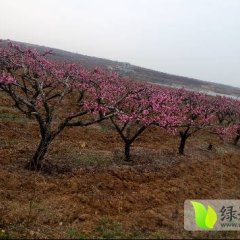 油桃之乡欢迎各地老板前来选购