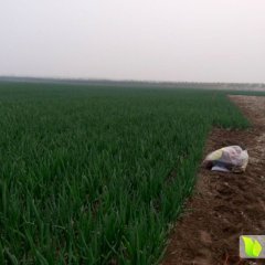 牡丹沙土张西英3月小葱大葱