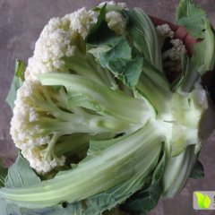 江苏沛县白面青梗松花菜菜花早买早赚