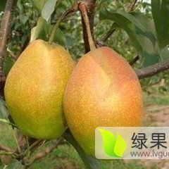 陕西大荔冷库红香酥梨批发价格