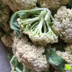 徐州菜花逐渐大量,光辉菜业诚邀您诚信合作