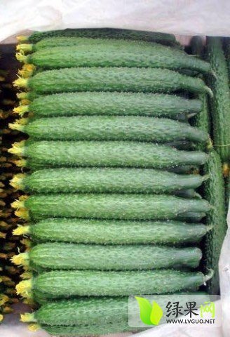 2016年河南夏邑中农106黄瓜价格