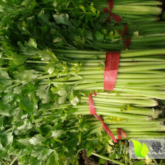 中牟官渡邱建新12月法国皇后芹菜