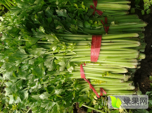 2016年河南中牟法国皇后价格