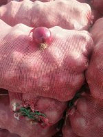 大邑县安仁镇红皮洋葱，欢迎你