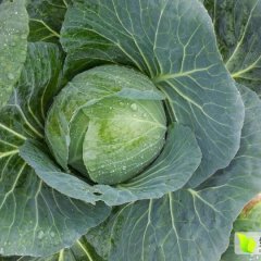 基地甘蓝已上市，钟祥胡集李昌合诚信合作！