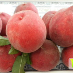 金安椿树张永东5月美脆桃蜜桃