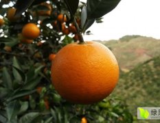 本基地常年供应塔罗科血橙、卡拉卡拉脐橙