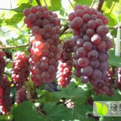 盘山葡萄随行就市,东网雨硕诚信合作