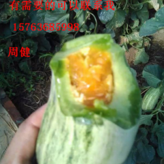 山东羊角蜜 博洋91 61甜瓜主产区