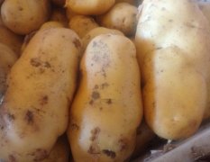 2016安丘土豆收购工作全面开展