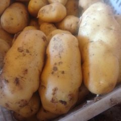 2016安丘土豆收购工作全面开展