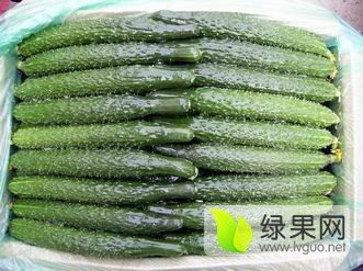 2016年河南夏邑德瑞特721黄瓜价格