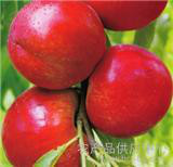 2016凌海本地种植油桃已有20年