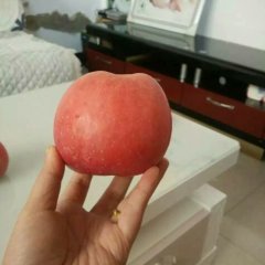 临猗角杯吉克功3月红富士苹果