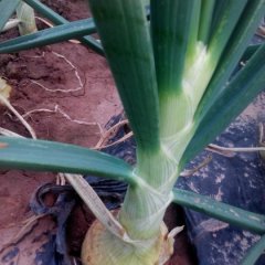 四川西昌红皮洋葱香甜可口