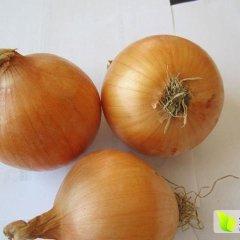 甘肃黄洋葱，金乡县润腾果蔬