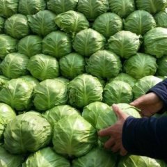 2016陕西泾阳云阳赵剑8398甘蓝