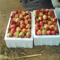 山东冠县中油5号油桃香甜可口