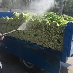 江苏徐州介子园蔬菜合作社《宝石芹菜》