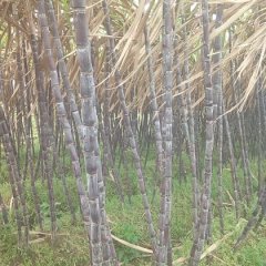 本地仍有大片优质黑皮甘蔗未砍