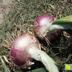 四川西昌红皮洋葱价格行情平稳