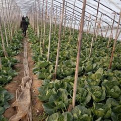 饶阳大量甘蓝上市了品种好，质量一流