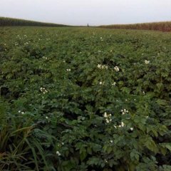 双城土豆口感爽口,五家赵岩诚信合作