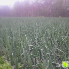 大邑县金色田园蔬菜种植专业合作社