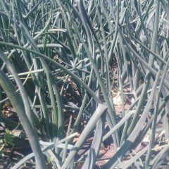 西昌会理一百亩黄葱即将上市