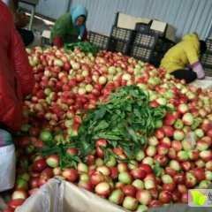 河北秦皇岛市昌黎中油5号油桃聚焦市场大量供货
